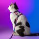 Dashi Lumix Haze Cat Harness + Leash - szelki i smycz dla kota, zestaw, różowo-fioletowe