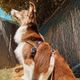 Hamilton Go Boldly Harnesses - miękkie, nylonowe szelki norweskie dla psa, brązowe