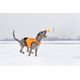 Julius-K9 IDC Noeprene Dog Clothes Orange - neoprenowa kurtka dla psa, pomarańczowy z czarnym