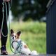 Max&Molly Rope Leash Matrix 2.0 200cm Jade - przepinana smycz linowa dla psa, miętowa