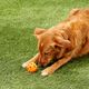 Chuckit! Breathe Right Fetch Ball M (6,4cm) - miękka piłka ażurowa dla średniego psa