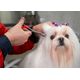 Show Tech Safety Ear Forceps 14cm - kleszcze do wyrywania włosów z uszu psa, proste 14cm