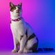 Dashi Lumix Haze Cat Collar - obroża dla kota, różowo-fioletowa