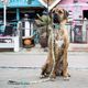 Max&Molly GOTCHA! Smart ID Sweet Pineapple Collar - obroża z zawieszką smart Tag dla psa