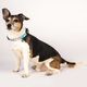 Max&Molly GOTCHA! Smart ID Unicorn Collar - obroża z zawieszką smart Tag dla psa