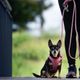 Max&Molly Rope Leash Matrix 2.0 200cm Rose - przepinana smycz linowa dla psa, różowa