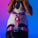 Dashi Lumix Haze Back Harness - regulowane szelki guard dla psa, różowo-fioletowe