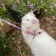 Max&Molly Cat Harness & Leash Cherry Bloom - zestaw szelki i smycz dla kota, wzór kwitnąca wiśnia