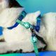 Dashi Lumix Borealis Cat Harness + Leash - szelki i smycz dla kota, zestaw, niebiesko-zielone