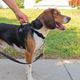 PetSafe 3in1 Harness & Car Restraint - szelki samochodowe dla psa