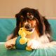 Dashi Rexi Dino Toy - zabawka dla psa, dinozaur z otworem na smakołyki, zielony