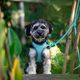 Max&Molly Rope Leash Matrix 2.0 200cm Turquoise - przepinana smycz linowa dla psa, turkusowa
