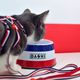 Dashi Stripes Red & Blue Cat Harness + Leash - szelki i smycz dla kota, zestaw, czerwono-niebieskie paski