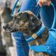 Kurgo RSG Collar - regulowana obroża dla psa, z otwieraczem do butelek