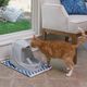 PetSafe Drinkwell Platinum Pet Fountain 4,97L - fontanna dla kota i psa, z dodatkowym zbiornikiem na wodę